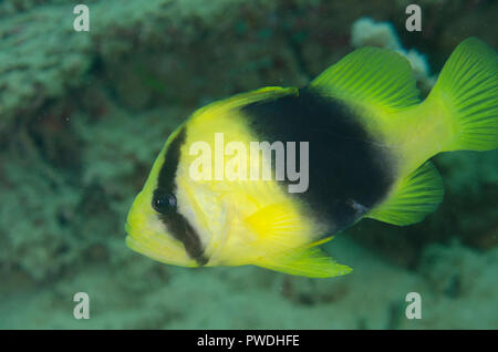 Zweibanderige Seefische, Diploprion bifasciatum, Air Manis Tauchplatz, Ambon, Maluku, Banda Sea, Indonesien Stockfoto