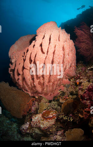 Barrel Sponge, Xestospongia testudinaria, mit Taucher im Hintergrund, Run Island, Bandanaira, Maluku, Bandasee, Indonesien Stockfoto