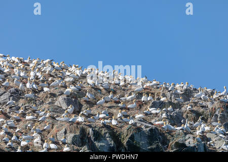 Gannet Kolonie auf Grassholm Insel, Pembrokeshire. Stockfoto
