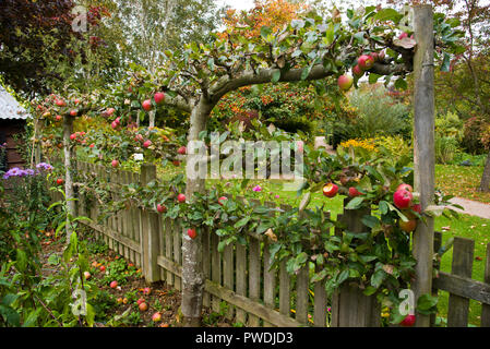 Spalier Apfelbaum wächst Seite einen Gartenzaun Stockfoto