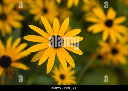 Rudbeckia fulgida deamii Stockfoto