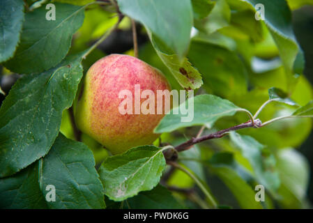 Der Pastor Wilks, der Apfel isst, wächst auf dem Baum Stockfoto