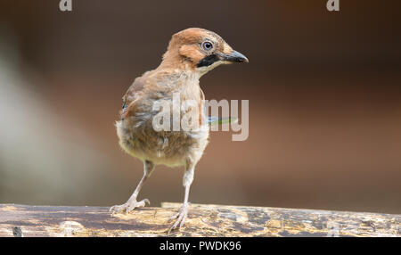 Schließen Detaillierte, Vorderansicht des Wilden, juvenile UK Eichelhäher (Garrulus glandarius) thront auf Peeling anmelden, Körper nach vorn, Kopf nach rechts Stockfoto