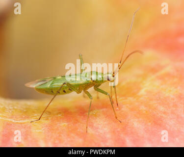 Capsid Bug (Blepharidopterus Angulatus) in Ruhe auf einem Apple. Tipperary, Irland Stockfoto