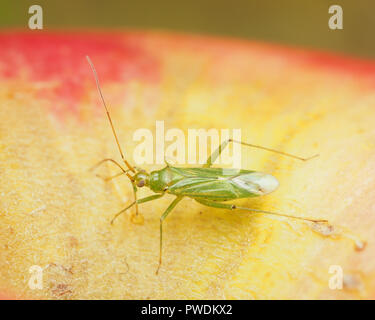 Capsid Bug (Blepharidopterus Angulatus) auf einem Apple ruht. Tipperary, Irland Stockfoto