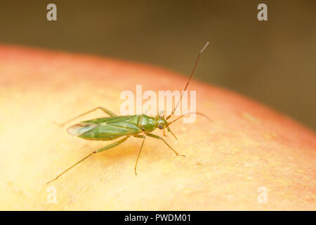 Capsid oder mirid Bug (Blepharidopterus Angulatus) auf einem Apple. Tipperary, Irland Stockfoto