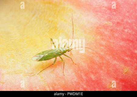 Grüne Capsid bug (Blepharidopterus Angulatus) auf einem Apple. Tipperary, Irland Stockfoto