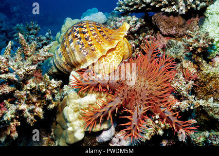 900 Aussteller aus den Bereichen Ernährung Trompete (Charonia tritonis), ernährt sich von dornenkrone Sea Star (Acanthaster planci), Hurghada, Ägypten, Rotes Meer Stockfoto