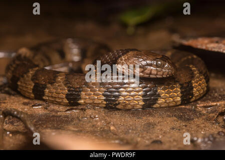 Die braun gebändert Wasser Schlange (helicops Angulatus) ist eine leicht giftige Arten aus Südamerika, in Madre de Dios, Peru gesehen wurde. Stockfoto