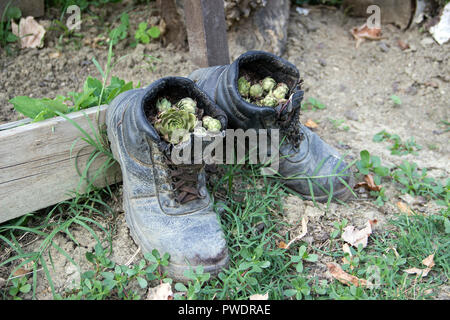 Paar weggeworfene Schuhe als blumentöpfe verwendet Stockfoto