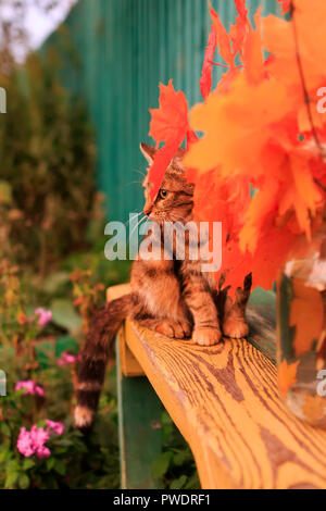 Schöne gestreifte Katze im Herbst Garten auf einer Bank sitzen unter den Herbst Ahorn Blätter Stockfoto