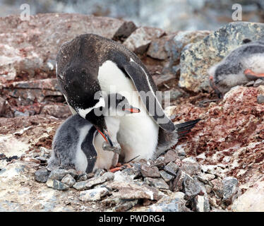 Erwachsener und Küken Gentoo Pinguin Stockfoto