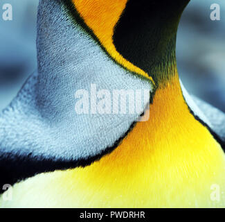 Nahaufnahme der Königspinguin Hals mit Schwarz, Gelb und Orange Feder Muster, Salisbury Plain, Stockfoto