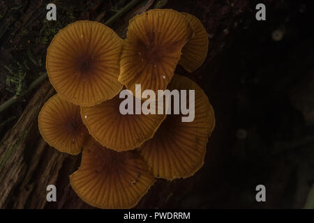 Ein Cluster der hellen orange Pilze aus dem Tiefland Dschungel in den Madre de Dios Departement für Peru. Stockfoto