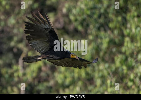 Mehr Yellow-headed Vulture (Cathartes melambrotus) im Flug im Süden Perus in der Nähe der bolivianischen Grenze. Stockfoto