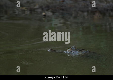 Ein brillenbär Kaimane (Caiman crocodilus) Oberflächen für einen Atemzug, bevor sie verschwinden wieder unter dem schlammigen Wasser in den peruanischen Dschungel. Stockfoto