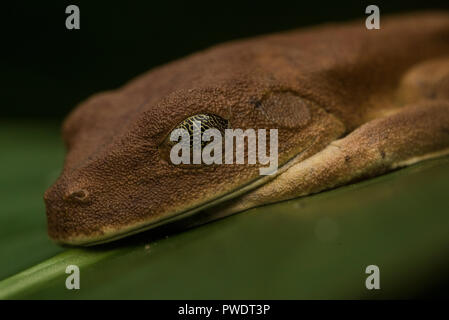 Eine Karte Laubfrosch (Boana geographica) mit geschlossenen Augen, ihrer dritten Augenlid oder nictitating Membran sein Auge umfasst, sondern ermöglicht es Bedrohungen noch sehen. Stockfoto