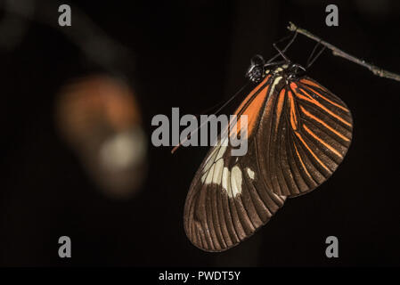 Passion vine Schmetterlinge in der Gattung Heliconius zusammen schlafen in der Nacht. Sie sind giftig und zu Raubtieren zuwider ist. Stockfoto