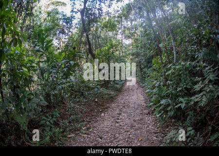 Ein Wanderweg durch den Dschungel im Amazonas Regenwald im Süden Perus. Stockfoto