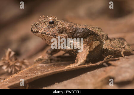 Perez ist snouted Frosch (Edalorhina perezi) ist eine kryptische Arten von der Dschungel des Amazonas Becken. Es ist gut auf dem Waldboden getarnt. Stockfoto