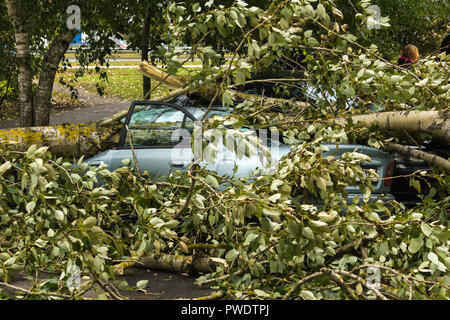 Eine starke September wind brach ein Baum auf ein Auto in der Nähe geparkt war, Disaster backgroiund Stockfoto