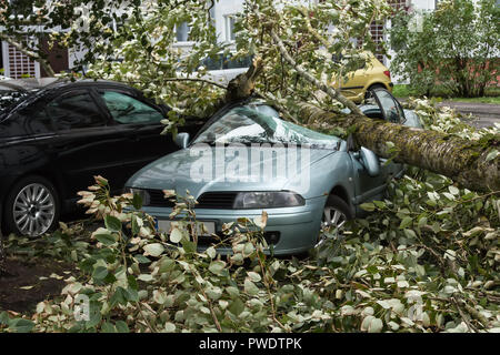 Eine starke September wind brach ein Baum auf ein Auto in der Nähe geparkt war, Disaster backgroiund Stockfoto