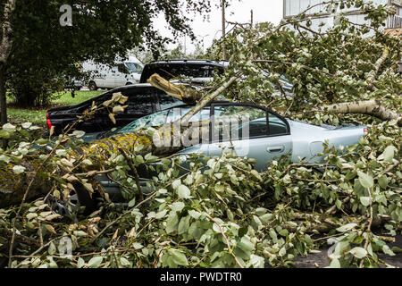 Eine starke September wind brach ein Baum auf ein Auto in der Nähe geparkt war, Disaster backgroiund Stockfoto