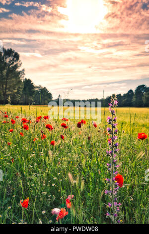 Sonnenuntergang über einem schönen Feld der Mohnblumen Stockfoto