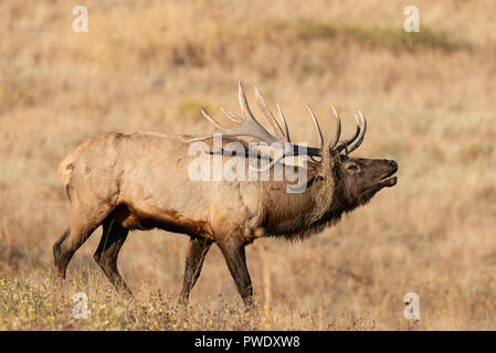 Bugling Rocky Mountain Bull Elk (Cervus canadensis nelsoni), Nordamerika Stockfoto