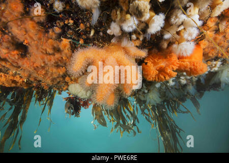 Norwegische See, Nordatlantik, Norwegen. 6 Aug, 2018. Hängenden Gärten von Aegir (Ã † gir) - Finger Coral (Alcyonium Digitatum) und Klonale Plumose Anemonen Credit: Andrey Nekrasov/ZUMA Draht/Alamy leben Nachrichten Stockfoto