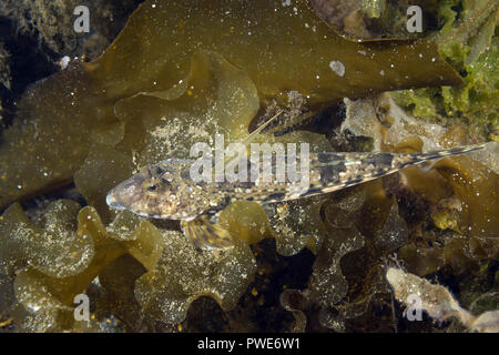 Norwegische See, Nordatlantik, Norwegen. 8 Aug, 2018. Männliche vernetztem Dragonet (Callionymus reticulatus) liegt auf der Algen Credit: Andrey Nekrasov/ZUMA Draht/Alamy leben Nachrichten Stockfoto