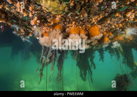 Norwegische See, Nordatlantik, Norwegen. 6 Aug, 2018. Hängenden Gärten von Aegir (Ã † gir) - klonale Plumose Anemone oder Rüschen Anemone Credit: Andrey Nekrasov/ZUMA Draht/Alamy leben Nachrichten Stockfoto