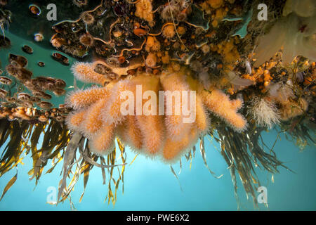 Norwegische See, Nordatlantik, Norwegen. 6 Aug, 2018. Hängenden Gärten von Aegir (Ã † gir) - Finger Coral (Alcyonium Digitatum) und Klonale Plumose Anemonen Credit: Andrey Nekrasov/ZUMA Draht/Alamy leben Nachrichten Stockfoto