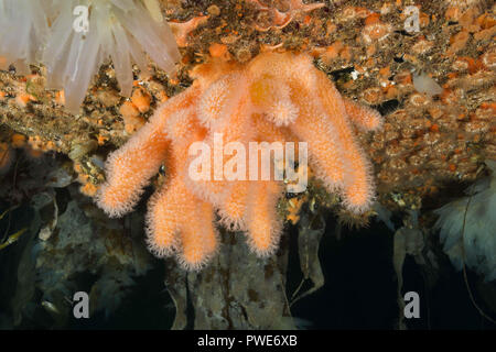 Norwegische See, Nordatlantik, Norwegen. 7 Aug, 2018. Hängenden Gärten von Aegir (Ã † gir) - Finger Coral (Alcyonium Digitatum) und Klonale Plumose Anemonen Credit: Andrey Nekrasov/ZUMA Draht/Alamy leben Nachrichten Stockfoto