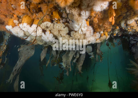 Norwegische See, Nordatlantik, Norwegen. 6 Aug, 2018. Hängenden Gärten von Aegir (Ã † gir) - klonale Plumose Anemone oder Rüschen Anemone Credit: Andrey Nekrasov/ZUMA Draht/Alamy leben Nachrichten Stockfoto