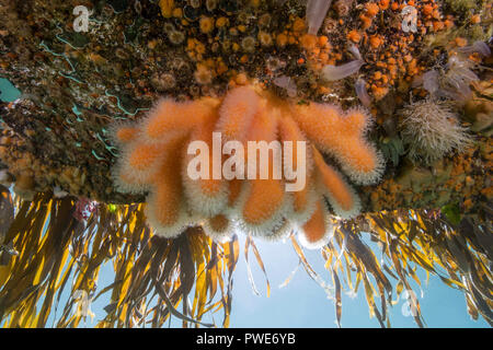 Norwegische See, Nordatlantik, Norwegen. 7 Aug, 2018. Hängenden Gärten von Aegir (Ã † gir) - Finger Coral (Alcyonium Digitatum) und Klonale Plumose Anemonen Credit: Andrey Nekrasov/ZUMA Draht/Alamy leben Nachrichten Stockfoto