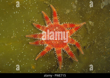 Norwegische See, Nordatlantik, Norwegen. 5 Aug, 2018. Schneeflocke Stern oder Gemeinsame Sun Star (Crossaster papposus) auf laminaria Credit: Andrey Nekrasov/ZUMA Draht/Alamy leben Nachrichten Stockfoto