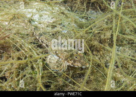 Norwegische See, Nordatlantik, Norwegen. 6 Aug, 2018. Weibliche vernetztem Dragonet (Callionymus reticulatus) liegt auf der Algen Credit: Andrey Nekrasov/ZUMA Draht/Alamy leben Nachrichten Stockfoto