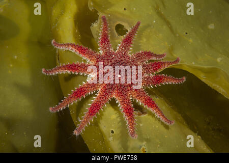 Norwegische See, Nordatlantik, Norwegen. 9 Aug, 2018. Schneeflocke Stern oder Gemeinsame Sun Star (Crossaster papposus) auf laminaria Credit: Andrey Nekrasov/ZUMA Draht/Alamy leben Nachrichten Stockfoto