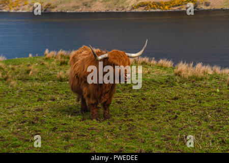 Rot Braun, Highland Kuh in einer Wiese, Isle of Skye, Schottland, Großbritannien Stockfoto