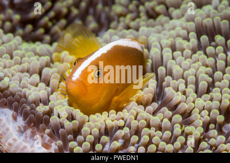 Orange skunk clownfish oder Orange anemonenfischen Amphiprion sandaracinos []. Puerto Galera, Philippinen. Stockfoto