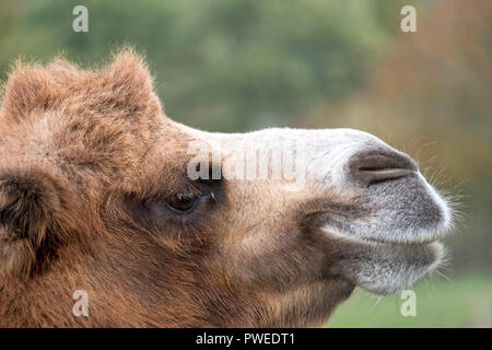 Zwei humped braun haarige baktrischen Kamel am Port Lympne Safari Park in Kent, UK fotografiert. Stockfoto