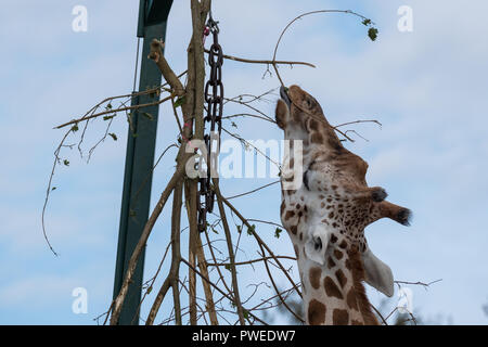 Giraffe, der bis und essen Blätter von einem hohen Baum am Port Lympne Safari Park, Ashford, Kent, UK. Stockfoto