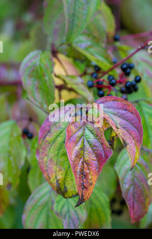 Red osler Hartriegel Beeren auf einem Baum mit schön gefärbten Blätter im Herbst starten Farbe für die Saison Herbst zu ändern. Stockfoto