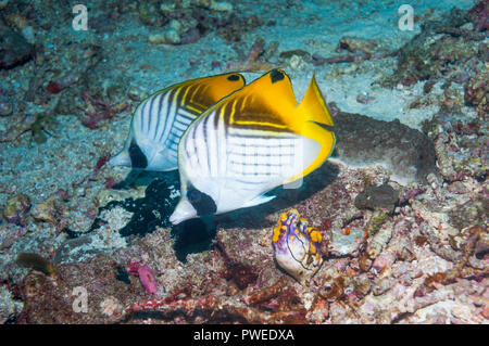 [Threadfin falterfische Chaetodon Auriga]. West Papua, Indonesien. Stockfoto