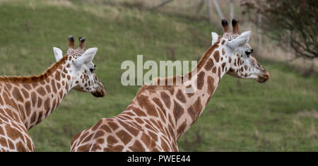 Wird die Giraffen in der gleichen Richtung suchen, in Port Lympne Safari Park in Ashford, Kent, UK fotografiert. Stockfoto