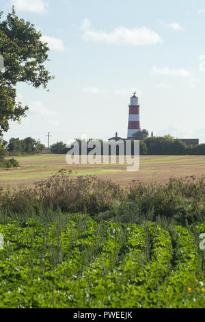 Happisburgh Lighthouse. Betrachten aus dem Inland, über Ackerflächen. Wachsende Getreide, Zuckerrüben und unmittelbaren Vordergrund. Norfolk, die Küste. East Anglia. Die ​ ​UK. Stockfoto