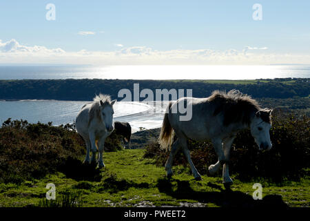 Wilden Ponys Kopf auf dem Hügel mit Oxwich Bay glitzert in der backgroundon Cefyn Bryn, Gower, walesanimals Stockfoto
