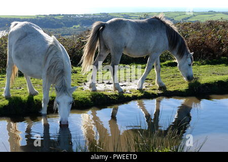 Wilden Ponys in Pool wider, während das Trinken auf Cefyn Bryn, Gower, Wales Stockfoto