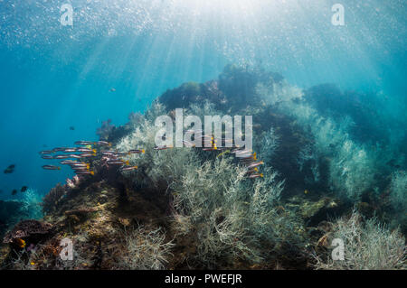 Coral Reef Landschaft mit schwarzen Korallen [Antipathes dichotoma]-Buchsen, zwei-Spot banded Schnapper [Lutjanus biguttatus] und Wellen von Sonnenlicht. West Papua, Stockfoto